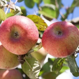 Apple Powder 2:1