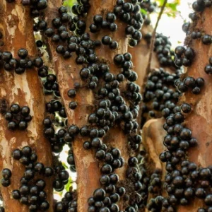 Jabuticaba Puree Powder